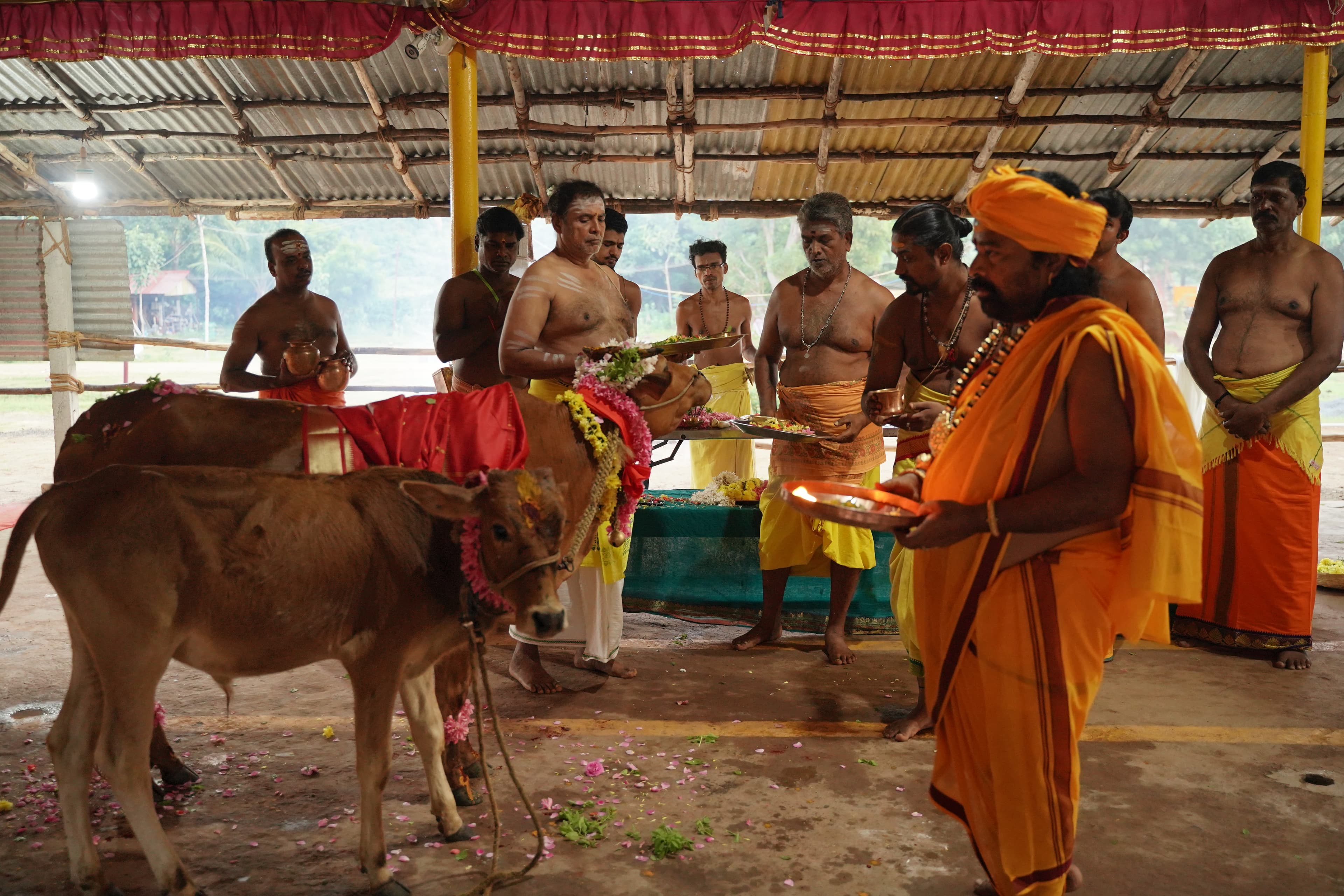Swamiji performing Kho Pooja — a sacred offering of devotion and gratitude to the holy cows, symbolizing reverence for all living beings and the nurturing spirit of Dharma.